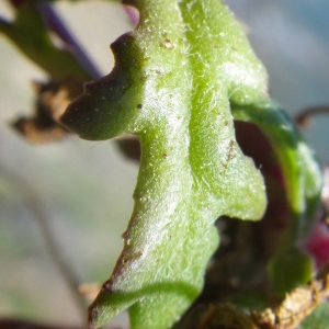 Photographie n°1556492 du taxon Senecio transiens (Rouy) Jeanm. [2003]