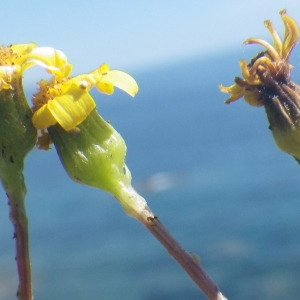 Photographie n°1556501 du taxon Senecio transiens (Rouy) Jeanm. [2003]