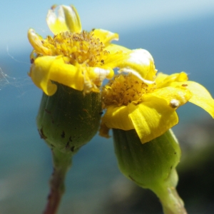 Photographie n°1556509 du taxon Senecio transiens (Rouy) Jeanm. [2003]