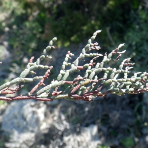  - Limonium contortirameum (Mabille) Erben [1991]