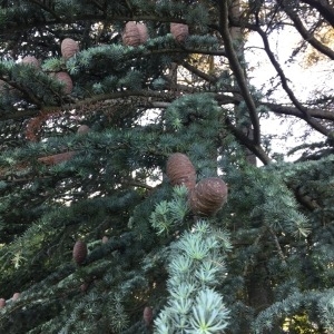 Photographie n°1557379 du taxon Cedrus atlantica (Manetti ex Endl.) Carrière [1855]