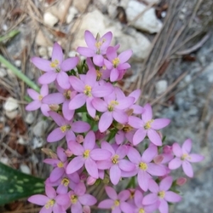 Photographie n°1558542 du taxon Centaurium erythraea Rafn [1800]