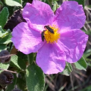 Photographie n°1558628 du taxon Cistus albidus L. [1753]