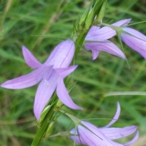 Photographie n°1558666 du taxon Campanula patula L. [1753]