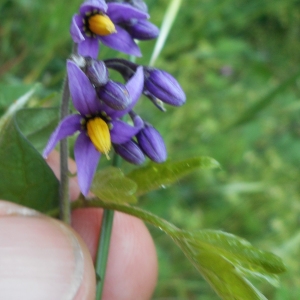 Photographie n°1559747 du taxon Solanum dulcamara L. [1753]