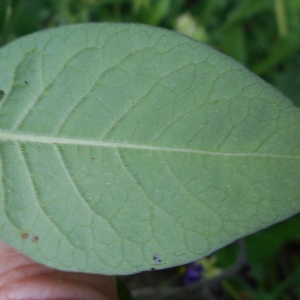 Photographie n°1559755 du taxon Solanum dulcamara L. [1753]