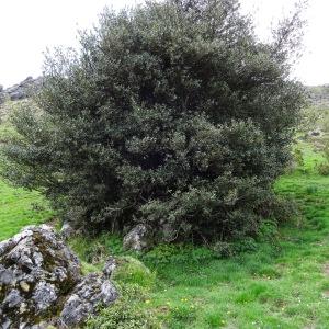 Photographie n°1560137 du taxon Ilex aquifolium L. [1753]