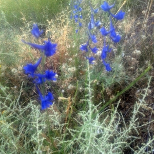 Photographie n°1560533 du taxon Delphinium halteratum Sm. [1809]