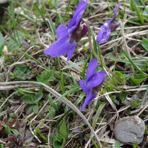 Photographie n°1560879 du taxon Viola pyrenaica Ramond ex DC. [1805]