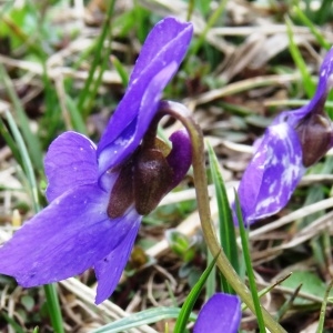 Photographie n°1560886 du taxon Viola pyrenaica Ramond ex DC. [1805]