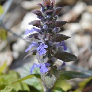 Photographie n°1561686 du taxon Ajuga reptans L. [1753]