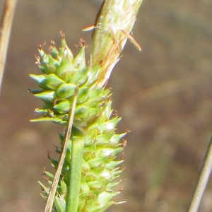 Photographie n°1561688 du taxon Carex extensa Gooden. [1794]