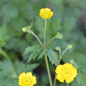 Photographie n°1561705 du taxon Ranunculus repens L. [1753]