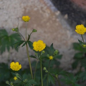 Photographie n°1561706 du taxon Ranunculus repens L. [1753]