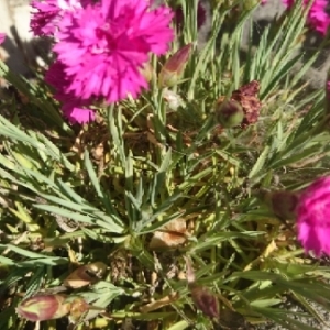 Photographie n°1562076 du taxon Dianthus L. [1753]