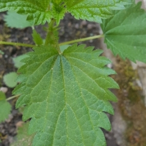 Photographie n°1562125 du taxon Urtica dioica L. [1753]