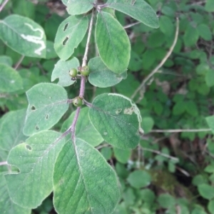 Photographie n°1562854 du taxon Lonicera xylosteum L. [1753]