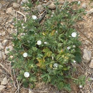 Photographie n°1563991 du taxon Malva setigera Spenn. [1829]