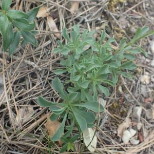 Photographie n°1564310 du taxon Linum campanulatum L. [1753]