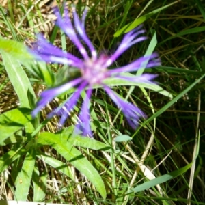 Photographie n°1564412 du taxon Cyanus montanus (L.) Hill [1768]