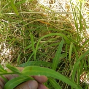 Photographie n°1564413 du taxon Cyanus montanus (L.) Hill [1768]