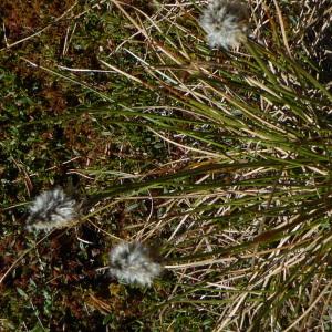 Photographie n°1566665 du taxon Eriophorum vaginatum L. [1753]