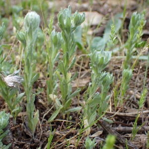 Photographie n°1566819 du taxon Filago pyramidata L. [1753]