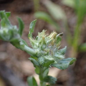 Photographie n°1566825 du taxon Filago pyramidata L. [1753]