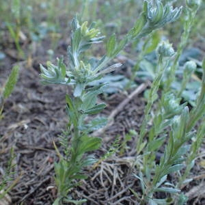 Photographie n°1566830 du taxon Filago pyramidata L. [1753]