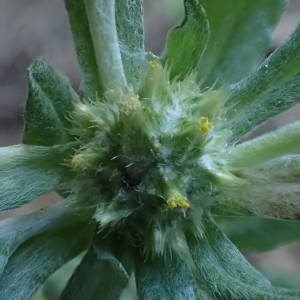 Photographie n°1566833 du taxon Filago pyramidata L. [1753]