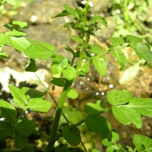 Photographie n°1566911 du taxon Nasturtium officinale R.Br. [1812]