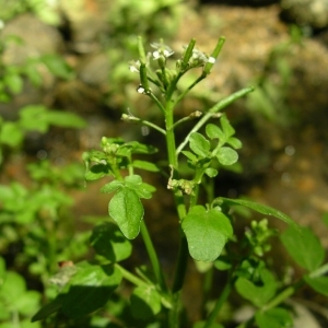 Photographie n°1566916 du taxon Nasturtium officinale R.Br. [1812]