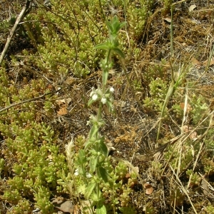 Photographie n°1567797 du taxon Sideritis romana L. [1753]