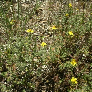 Photographie n°1567816 du taxon Fumana thymifolia (L.) Spach ex Webb [1838]