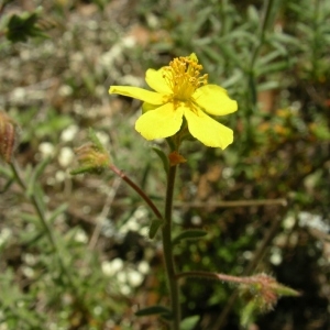 Photographie n°1567823 du taxon Fumana thymifolia (L.) Spach ex Webb [1838]