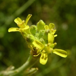 Photographie n°1567973 du taxon Sisymbrium officinale (L.) Scop. [1772]