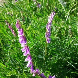 Photographie n°1568575 du taxon Vicia cracca L. [1753]