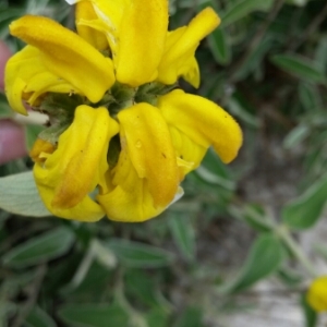 Photographie n°1569623 du taxon Phlomis fruticosa L. [1753]