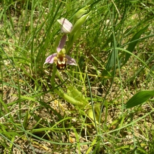 Photographie n°1571534 du taxon Ophrys apifera Huds. [1762]