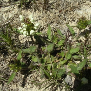 Photographie n°1571558 du taxon Prunella vulgaris L. [1753]