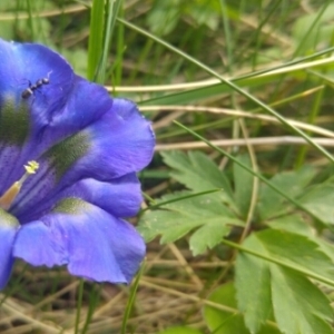 Photographie n°1572450 du taxon Gentiana angustifolia Vill. [1787]