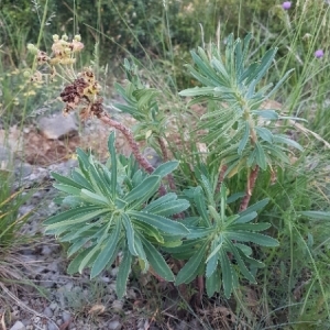 Photographie n°1574892 du taxon Euphorbia characias L. [1753]