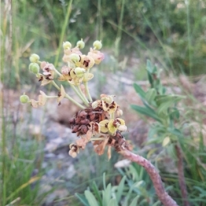 Photographie n°1574893 du taxon Euphorbia characias L. [1753]