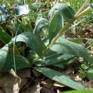 Photographie n°1575132 du taxon Pulmonaria longifolia (Bastard) Boreau [1857]