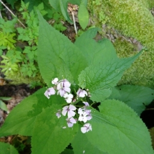 Photographie n°1578060 du taxon Lunaria rediviva L. [1753]