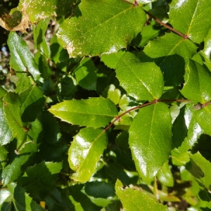 Photographie n°1578841 du taxon Berberis aquifolium Pursh [1814]