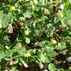 Photographie n°1579257 du taxon Medicago lupulina L. [1753]