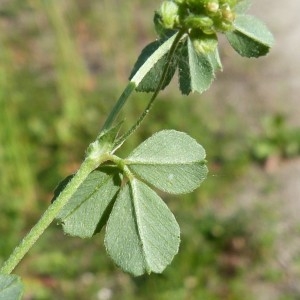 Photographie n°1579258 du taxon Medicago lupulina L. [1753]