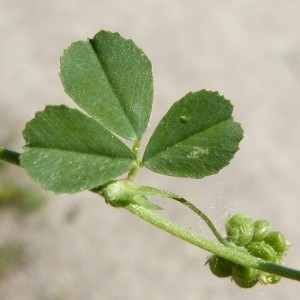 Photographie n°1579259 du taxon Medicago lupulina L. [1753]