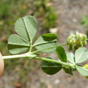 Photographie n°1579260 du taxon Medicago lupulina L. [1753]